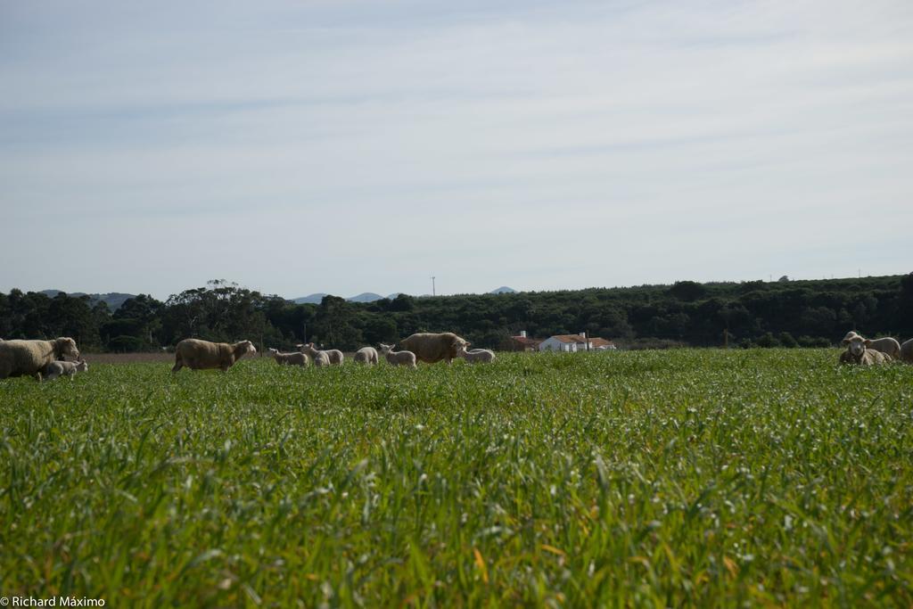 포르토코보 Casa No Campo 호스텔 외부 사진